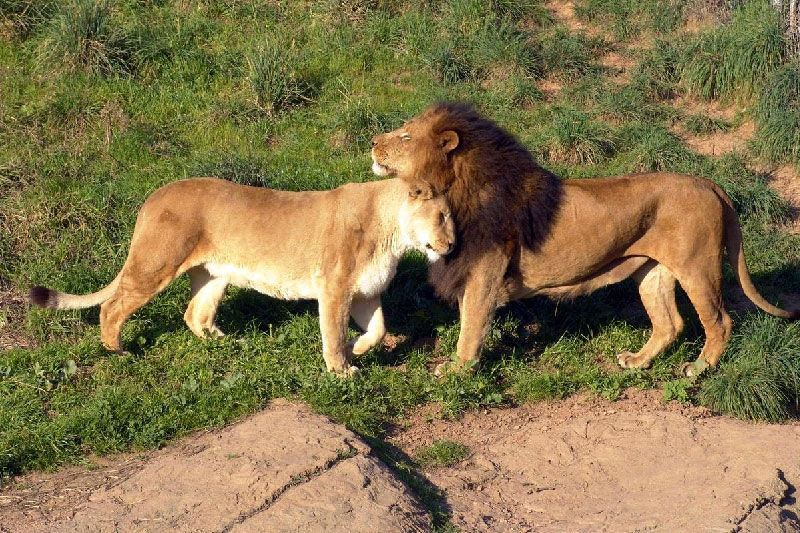 Lion and Lioness At Gir National Park