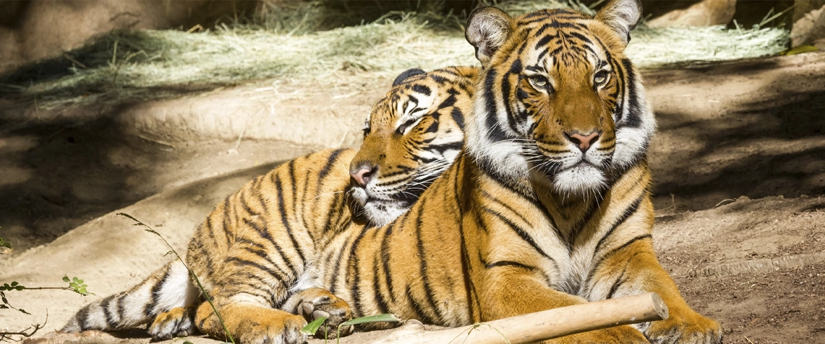 The Royal Bengal Tiger Ranthambhore