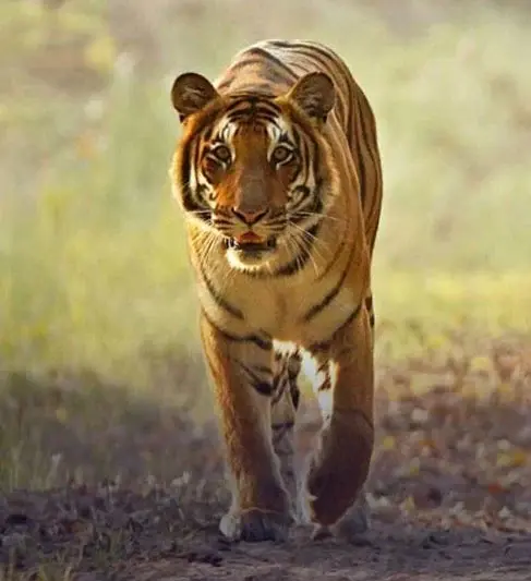 The royal Bengal tiger on a stroll in the jungle