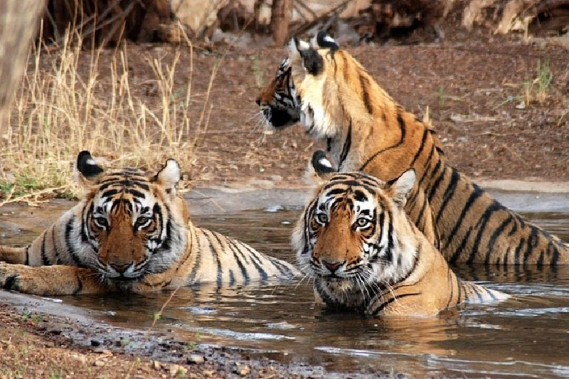 Tiger relaxing