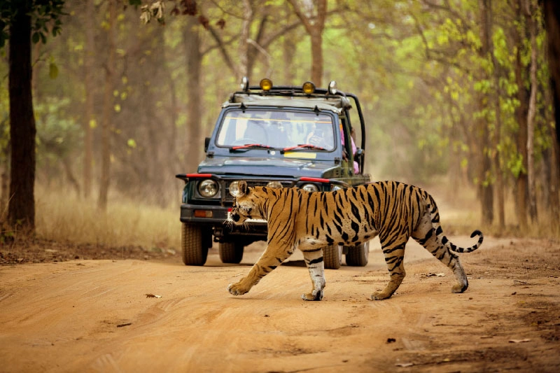 Wildlife Holiday India