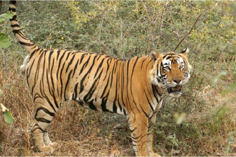Tiger on a Stroll
