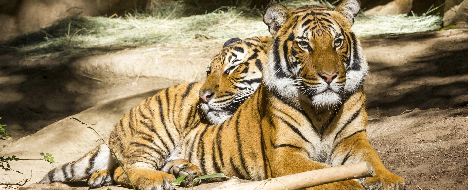 The Royal Bengal Tiger